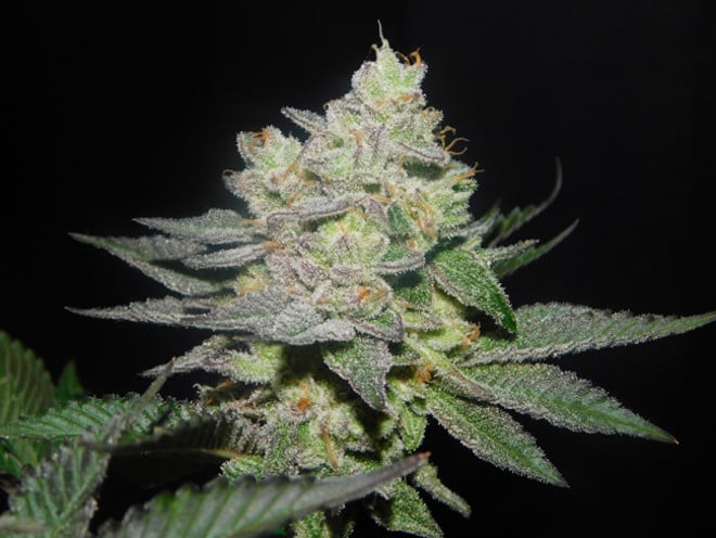 Gelato (Zamnesia Seeds) féminisée Gelato (Zamnesia Seeds) féminisée