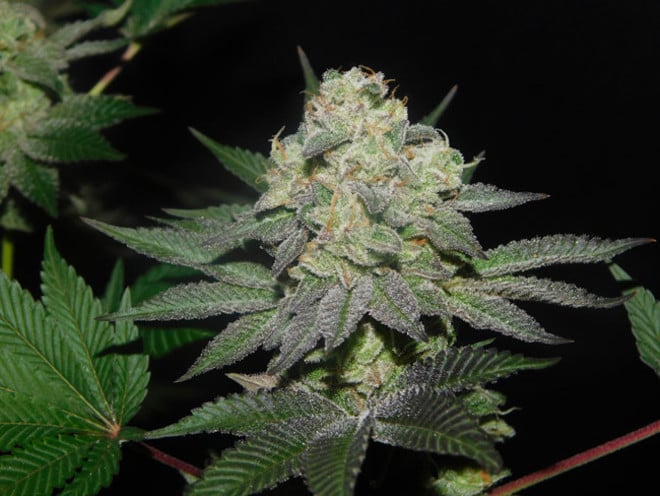 Gelato (Zamnesia Seeds) féminisée Gelato (Zamnesia Seeds) féminisée