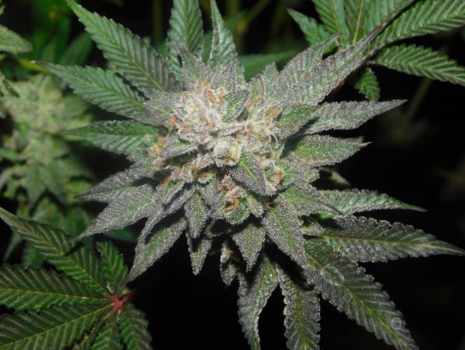 Gelato (Zamnesia Seeds) féminisée Gelato (Zamnesia Seeds) féminisée