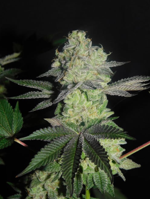 Gelato (Zamnesia Seeds) féminisée Gelato (Zamnesia Seeds) féminisée