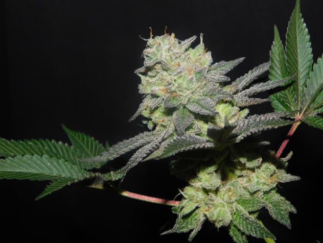 Gelato (Zamnesia Seeds) féminisée Gelato (Zamnesia Seeds) féminisée