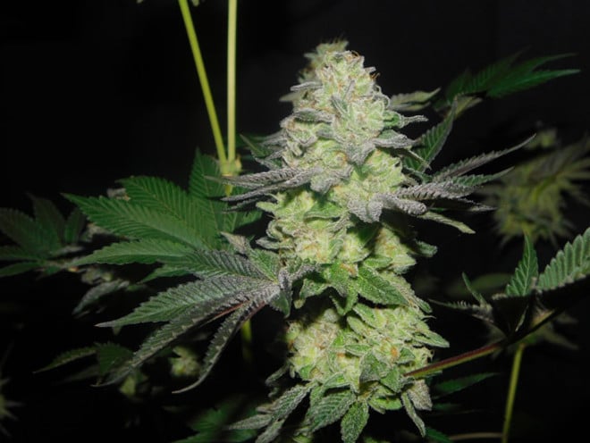 Gelato (Zamnesia Seeds) féminisée Gelato (Zamnesia Seeds) féminisée