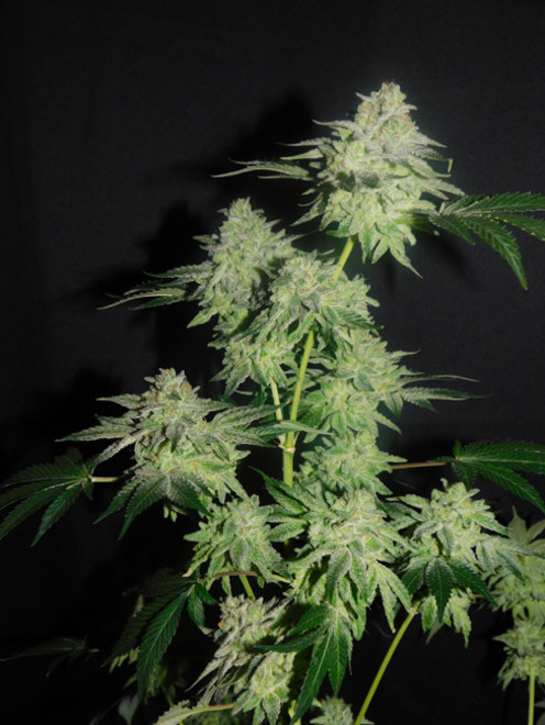 Gelato (Zamnesia Seeds) féminisée Gelato (Zamnesia Seeds) féminisée