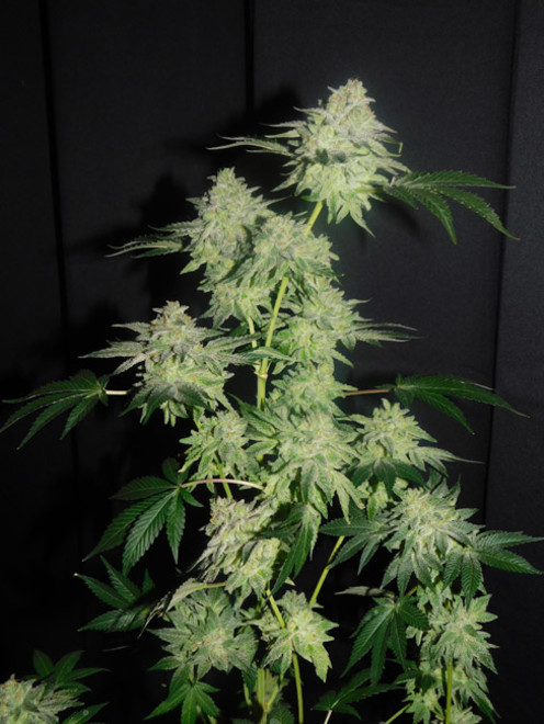 Gelato (Zamnesia Seeds) féminisée Gelato (Zamnesia Seeds) féminisée