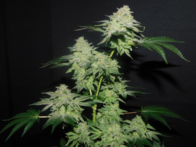 Gelato (Zamnesia Seeds) féminisée Gelato (Zamnesia Seeds) féminisée