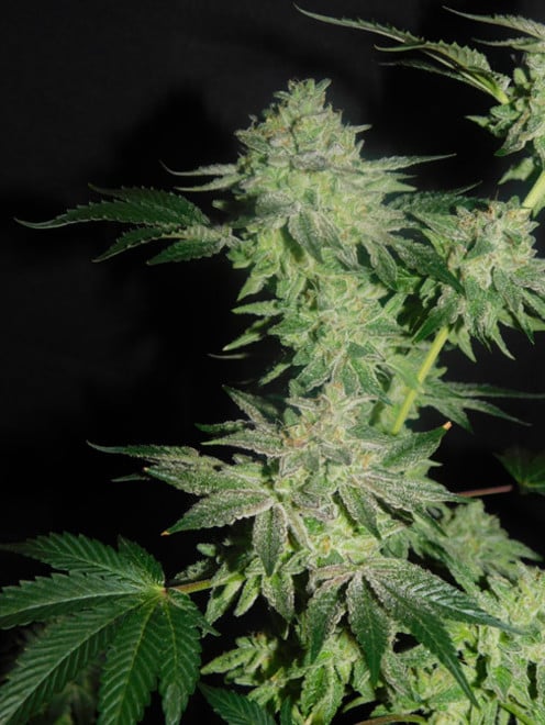 Gelato (Zamnesia Seeds) féminisée Gelato (Zamnesia Seeds) féminisée