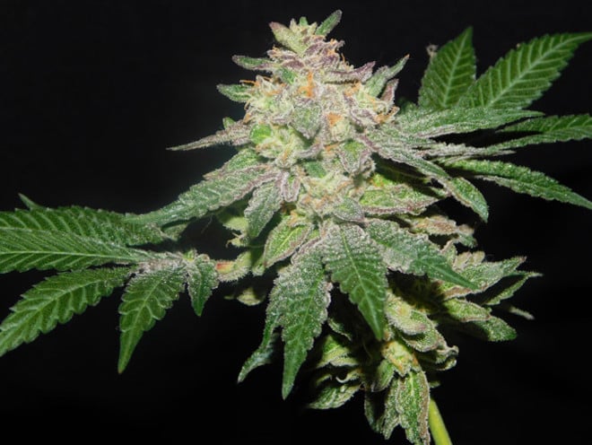 Gelato (Zamnesia Seeds) féminisée Gelato (Zamnesia Seeds) féminisée