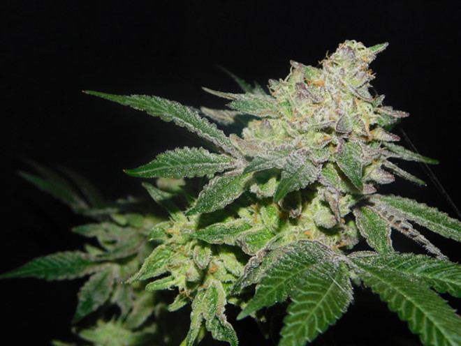 Gelato (Zamnesia Seeds) féminisée Gelato (Zamnesia Seeds) féminisée