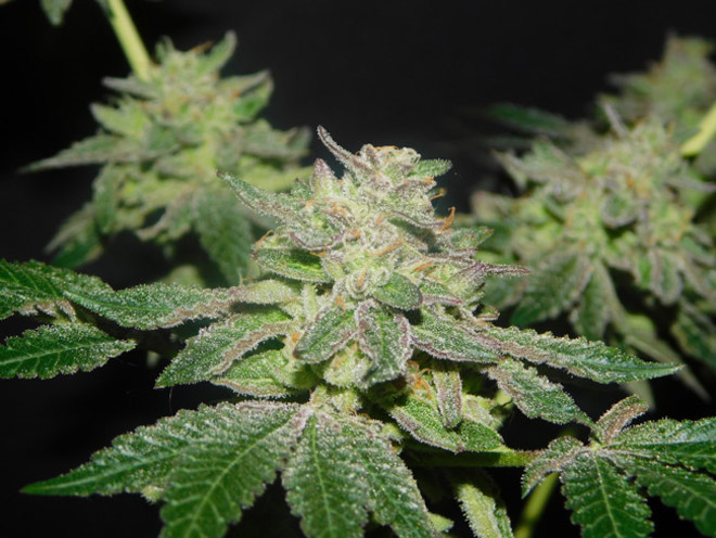 Gelato (Zamnesia Seeds) féminisée Gelato (Zamnesia Seeds) féminisée