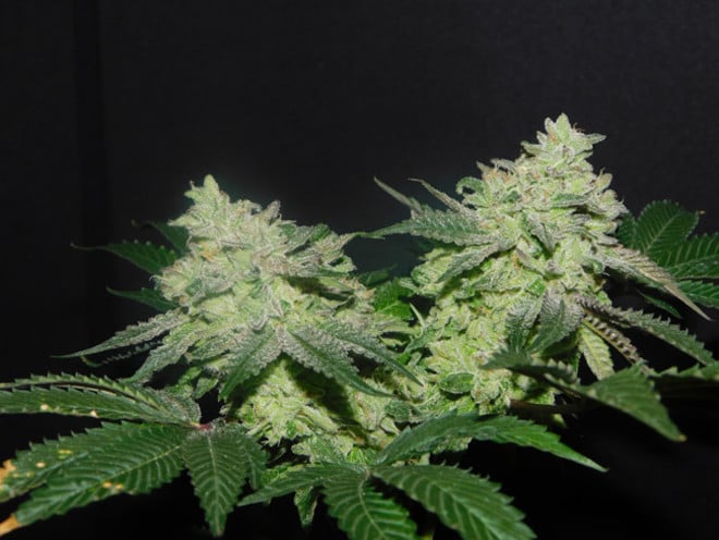 Gelato (Zamnesia Seeds) féminisée Gelato (Zamnesia Seeds) féminisée