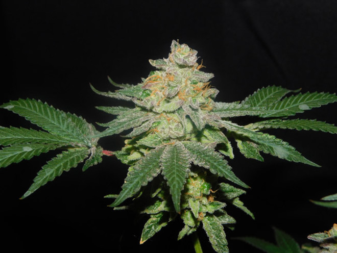 Gelato (Zamnesia Seeds) féminisée Gelato (Zamnesia Seeds) féminisée