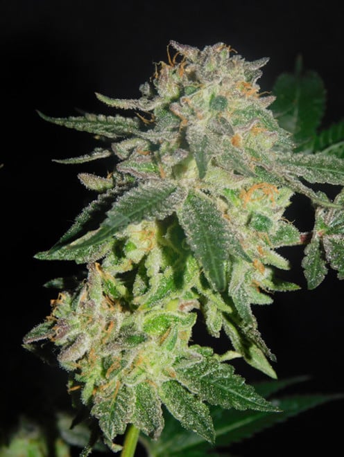 Gelato (Zamnesia Seeds) féminisée Gelato (Zamnesia Seeds) féminisée