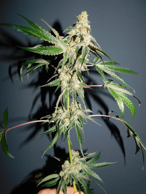 Wifi 43 x Do-Si-Dos (Philosopher Seeds x Zamnesia) féminisée Wifi 43 x Do-Si-Dos (Philosopher Seeds x Zamnesia) féminisée