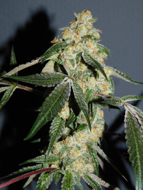 Wifi 43 x Do-Si-Dos (Philosopher Seeds x Zamnesia) féminisée Wifi 43 x Do-Si-Dos (Philosopher Seeds x Zamnesia) féminisée