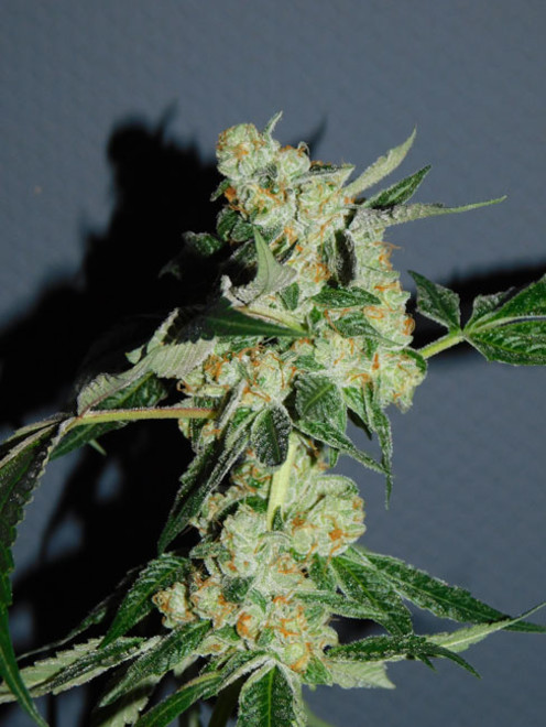 Wifi 43 x Do-Si-Dos (Philosopher Seeds x Zamnesia) féminisée Wifi 43 x Do-Si-Dos (Philosopher Seeds x Zamnesia) féminisée