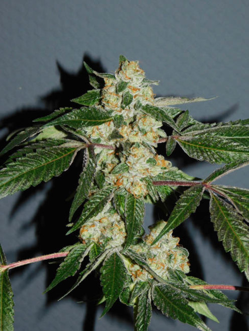 Wifi 43 x Do-Si-Dos (Philosopher Seeds x Zamnesia) féminisée Wifi 43 x Do-Si-Dos (Philosopher Seeds x Zamnesia) féminisée