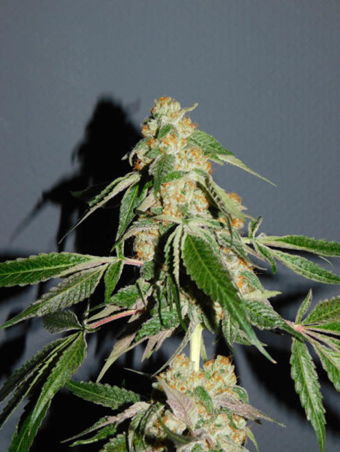 Wifi 43 x Do-Si-Dos (Philosopher Seeds x Zamnesia) féminisée Wifi 43 x Do-Si-Dos (Philosopher Seeds x Zamnesia) féminisée