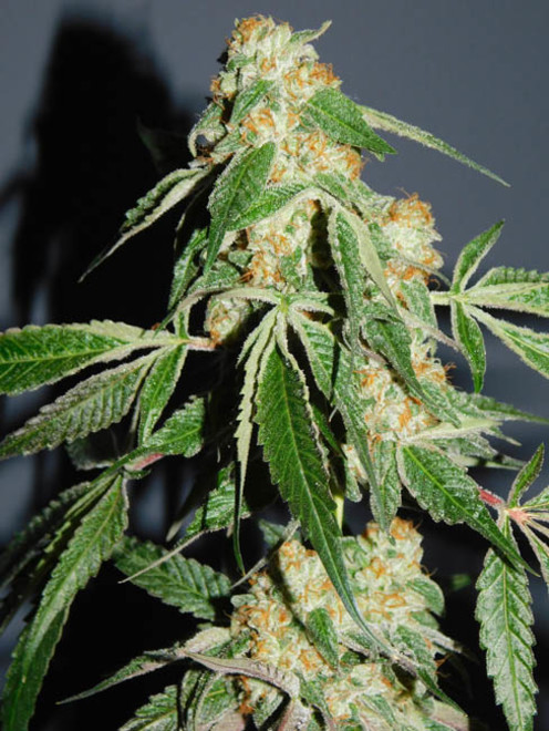 Wifi 43 x Do-Si-Dos (Philosopher Seeds x Zamnesia) féminisée Wifi 43 x Do-Si-Dos (Philosopher Seeds x Zamnesia) féminisée