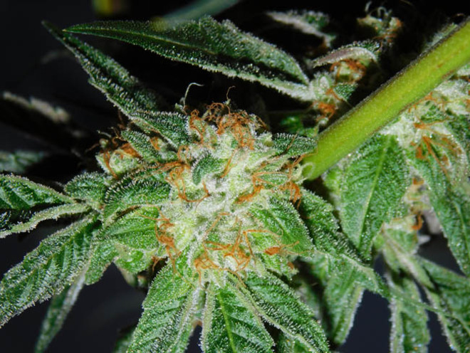 Wifi 43 x Do-Si-Dos (Philosopher Seeds x Zamnesia) féminisée Wifi 43 x Do-Si-Dos (Philosopher Seeds x Zamnesia) féminisée
