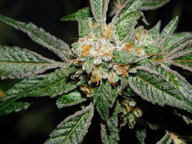 Wifi 43 x Do-Si-Dos (Philosopher Seeds x Zamnesia) féminisée Wifi 43 x Do-Si-Dos (Philosopher Seeds x Zamnesia) féminisée