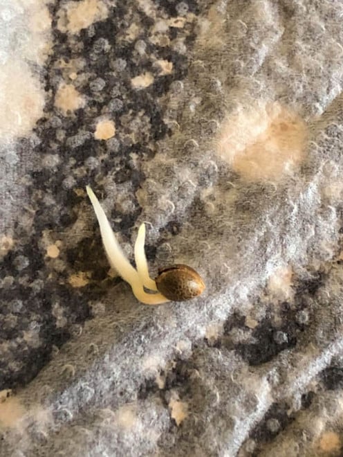 Purple Punch (Zamnesia Seeds) féminisée Purple Punch (Zamnesia Seeds) féminisée
