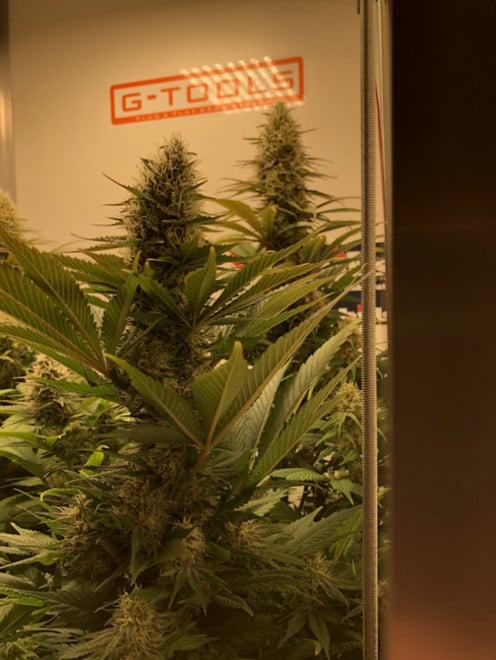 Purple Punch (Zamnesia Seeds) féminisée Purple Punch (Zamnesia Seeds) féminisée
