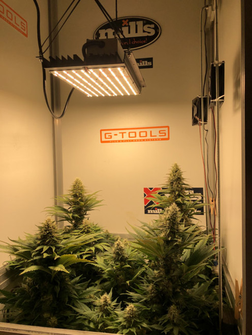 Purple Punch (Zamnesia Seeds) féminisée Purple Punch (Zamnesia Seeds) féminisée