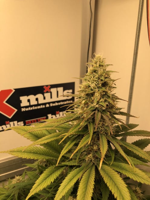 Purple Punch (Zamnesia Seeds) féminisée Purple Punch (Zamnesia Seeds) féminisée