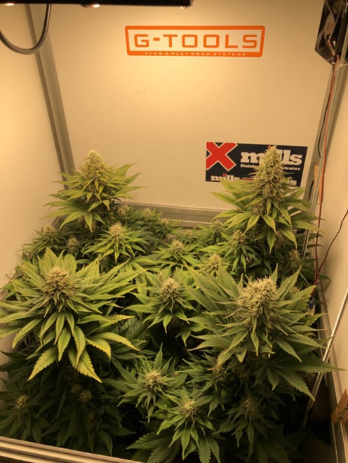 Purple Punch (Zamnesia Seeds) féminisée Purple Punch (Zamnesia Seeds) féminisée