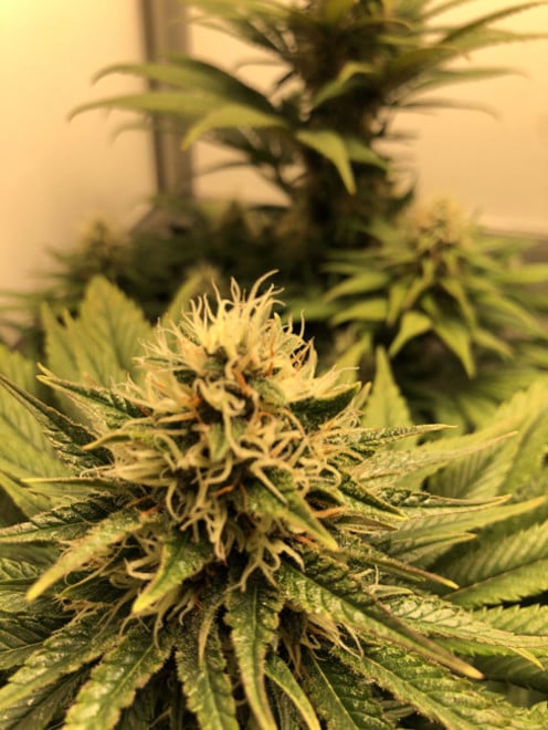 Purple Punch (Zamnesia Seeds) féminisée Purple Punch (Zamnesia Seeds) féminisée