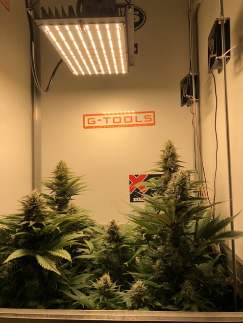 Purple Punch (Zamnesia Seeds) féminisée Purple Punch (Zamnesia Seeds) féminisée