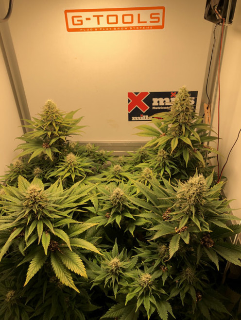 Purple Punch (Zamnesia Seeds) féminisée Purple Punch (Zamnesia Seeds) féminisée