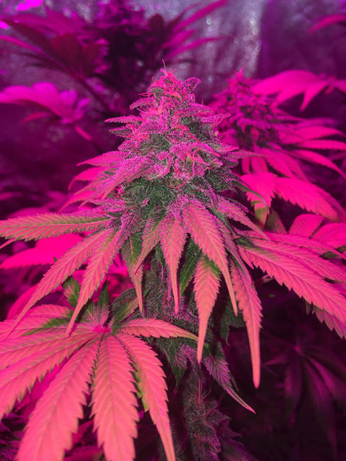 Purple Punch (Zamnesia Seeds) féminisée Purple Punch (Zamnesia Seeds) féminisée