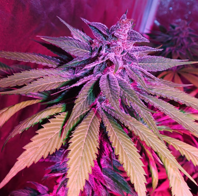 Purple Punch (Zamnesia Seeds) féminisée Purple Punch (Zamnesia Seeds) féminisée