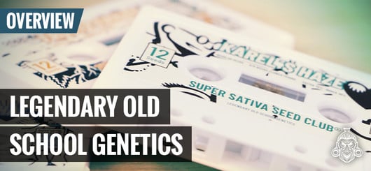 Génétiques à l'ancienne légendaires I Super Sativa Seed Club